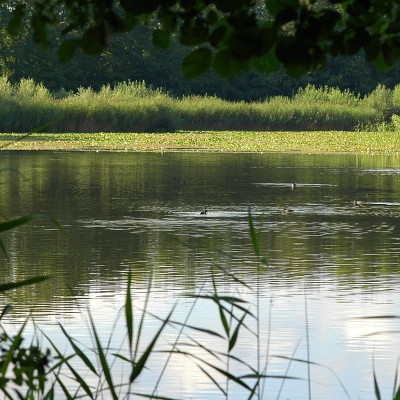 Etang de Crosagny