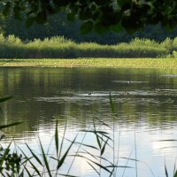 Etang de Crosagny